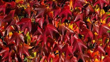 Climbing ornamental plant with bright red leaves of maiden grapes on wall in fall. Bright colors of autumn. Parthenocissus tricuspidata or Boston ivy changing color in Autumn. Nature pattern photo