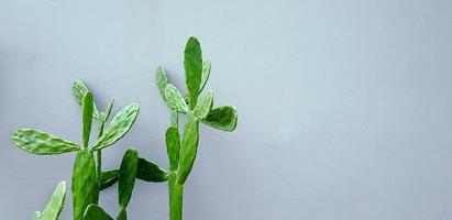 Green cactus with shadow on gray concrete wall with copy space on right. Tree or plant on grey wallpaper or background with light in the morning. photo