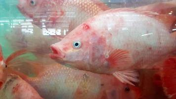 cierre muchas tilapias frescas nadando en una vitrina a la venta en el mercado de mariscos o en el supermercado. grupo de animales foto