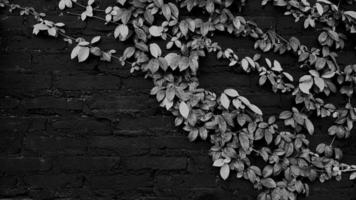 Leaves pattern for background in the garden park in black and white tone with copy space on left. Vine, Creeping plant growth on wall Natural wallpaper, Beauty of Nature concept photo