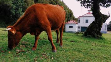 Red cow is grazing in meadow photo