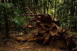 Fallen tree in rainforest photo