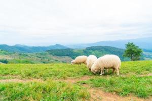 oveja blanca en la colina de la montaña