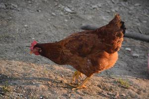 Brown hen isolated hd images photo