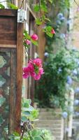 The beautiful pink flowers blooming in the garden in summer photo