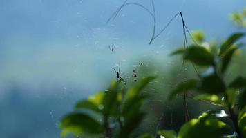 The wild spider web hanging among the jungle forest photo