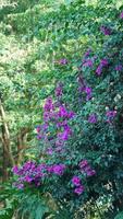 las hermosas flores rosas que florecen en el jardín en verano foto