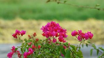 The beautiful pink flowers blooming in the garden in summer photo