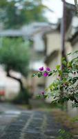 las hermosas flores rosas que florecen en el jardín en verano foto