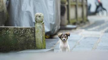 la linda vista del perro con el adorable estado en el patio foto