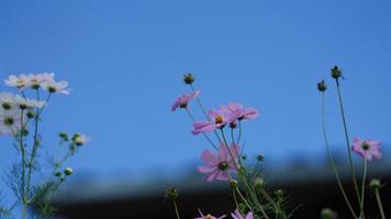 las hermosas flores rosas que florecen en el jardín en verano foto