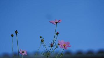 The beautiful pink flowers blooming in the garden in summer photo