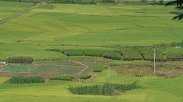 The harvesting yellow rice field view located in the valley among the mountains with the cloudy sky as background photo