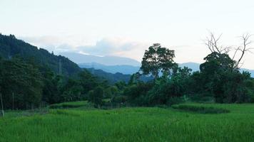 The harvesting yellow rice field view located in the valley among the mountains with the cloudy sky as background photo