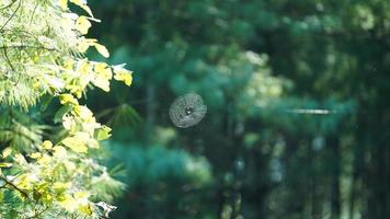 The wild spider web hanging among the jungle forest photo