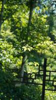 The green and little yellow trees full of the forest in autumn photo