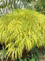 A yellow border tree or yellow broccoli with very dense leaves can be used as a background photo