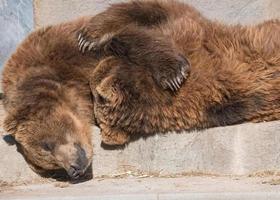 2 kodiak bears cuddling photo