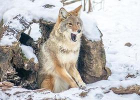 coyote yawning while sitting in snow photo