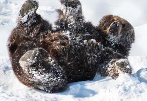 oso kodiak jugando en la nieve foto