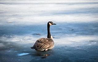 canadian goose on frozen pond in winter photo