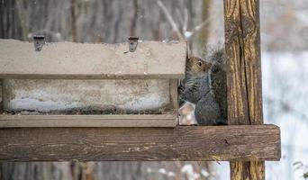 squirrel trying to get food out of a bird feeder in a park photo