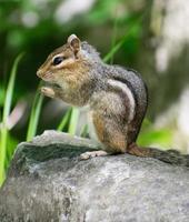 chipmunk praying on a rock in the woods photo