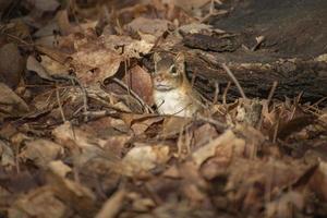 scared chipmunk hiding in leaves in woods photo