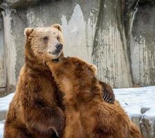 two brown kodiak bears playing around in a zoo photo