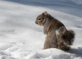 gray squirrel standing in snow during winter photo