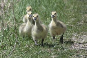 goslings walking in a park photo