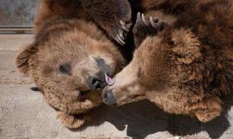 two brown kodiak bears playing and licking eachother photo