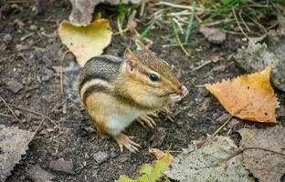 foto exagerada de una ardilla listada comiendo en un bosque