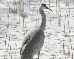 sandhill crane on snow in a field in winter photo