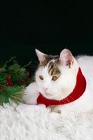 Chrsitmas vertical greeting banner with cute white cat wearing red scarf sitting near pine branches.Banner with place for text photo