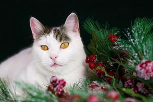 retrato de primer plano de un lindo gato blanco con ojos amarillos sentado cerca de las ramas de decoración navideña foto