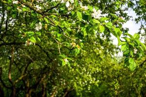 Closeup of White flourishing spring trees in the park. Spring banner with place for text photo