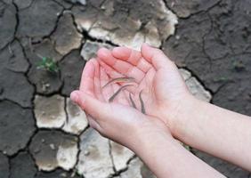 Live small fish in human hands holding over cracked earth,  Saving animal life, Extinction, River dried up Photo symbolizes caring for fish and The fish was released into the water.