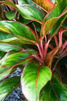 rning light A native pink leaf of Thailand. photo