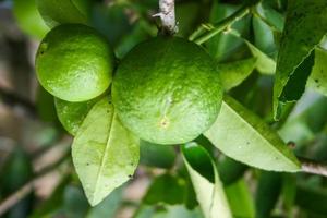 una gran fruta de limón que cuelga en un hermoso jardín verde. foto