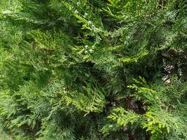 coniferous plant. Botany. Leaves background. photo