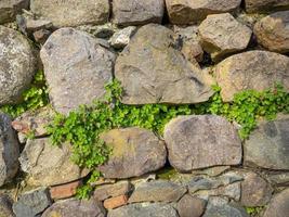 Plant on stone wall. Plants grow on an old stone wall. Old masonry. Remains of ancient architecture. photo
