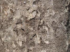 bark structure. Tree trunk close-up. Bark of tree. Botany. photo