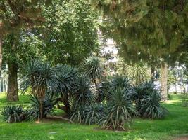 un montón de palmeras en el campo. palmeras en el parque. árboles hermosos plantas en el sur. foto