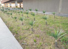 Lawn with small palm trees. Planted palm trees. photo