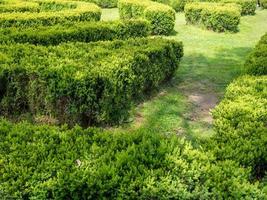 Bush maze. Green spaces. Garden. Homestead plot. photo