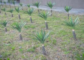 Lawn with small palm trees. Planted palm trees. photo