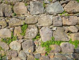 una planta en un muro de piedra. las plantas crecen en un antiguo muro de piedra. mampostería antigua. Restos de arquitectura antigua. foto