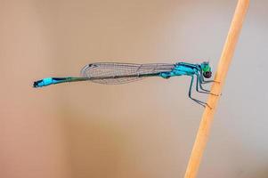 one blue damselfly dragonfly sits on a stalk in a meadow photo