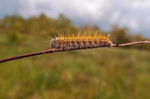 one caterpillar sits on a leaf in a meadow photo